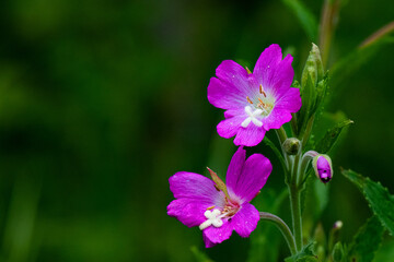 Fototapeta premium fleur de marais 