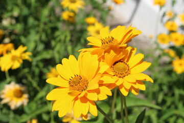 Three yellow camomile flowers blooming in the garden sunny day