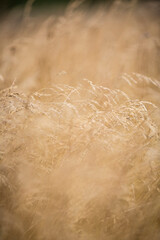 Wiese mit Grashalmen