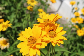 Three yellow camomile flowers blooming in the garden sunny day