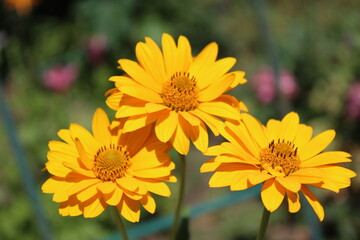 Three yellow camomile flowers blooming in the garden sunny day