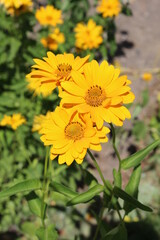 Three yellow camomile flowers blooming in the garden sunny day