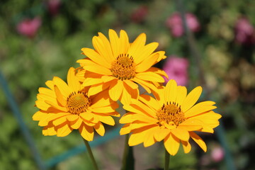Three yellow camomile flowers blooming in the garden sunny day