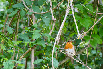 rouge-gorge sur branchage 
