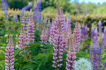 Spring flower, blooming Lupin flowers. Lupin weed field. Sunlight illuminates the plants. Purple spring and summer flowers. Gentle warm soft color