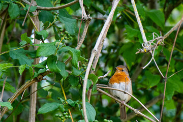 rouge-gorge sur branchage 
