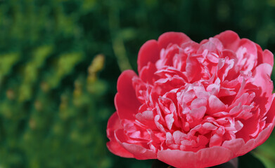 Pink peony in the garden. Blooming pink peony. Close-up of a beautiful pink peony flower. layout of a floral greeting card. happy mother's Day concept. pink flowers, flower image