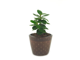 Green houseplants in brown ceramic pot isolated on a white background..