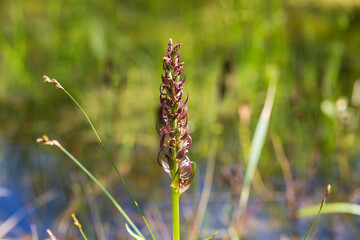 Orchid orchid in the meadow. In the background is water and green plants.