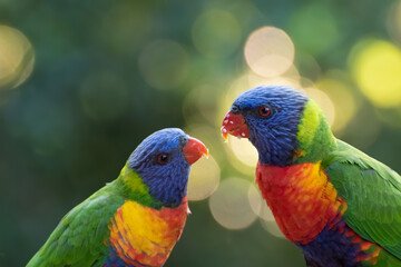 Two Rainbow Lorikeets Looking At Each Other