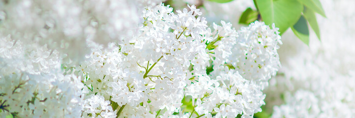 White Lilac Flowers on soft in blur style. Panoramic banner with place for text, copy space.