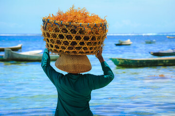 Back side of woman carry a basket of orang seaweed on her head at seaweed farm Nusa penida island in Bali, Indonesia © nonglak
