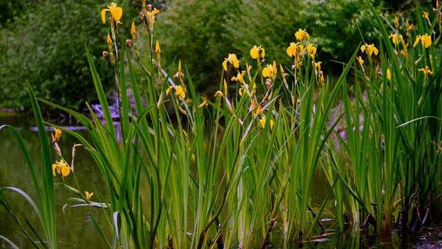 Kwitnący w maju  kosaciec ż&oacute;łty, irys (Iris pseudacorus L.) na śr&oacute;dleśnym stawie