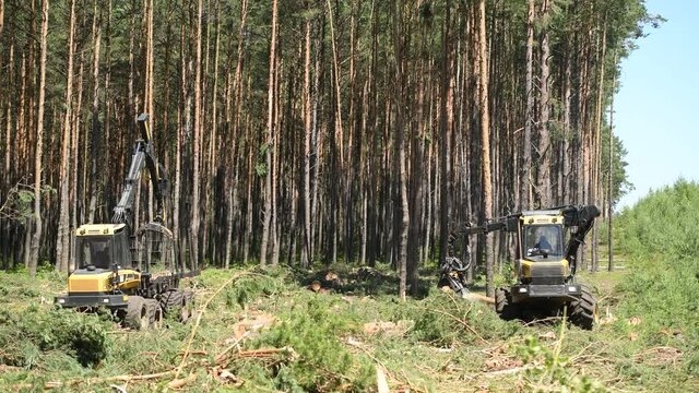 Forestry machine harvester cutting trees 