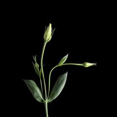 Flower bud and leaves