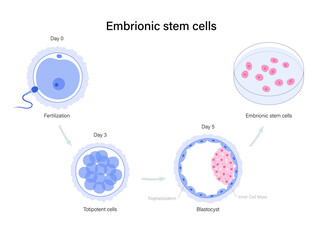 Reproductive system concept