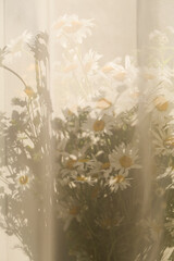 Beautiful bouquet of white daisies with shadow from sun through white curtain. Photo for holiday card.
