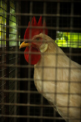 Rooster in a cage. © Sinad_Shan
