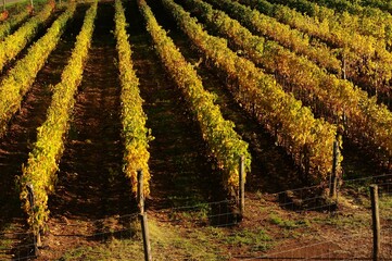 Colored rows of Grapevines in Chianti region near Greve in Chianti (Florence) during autumn season. Tuscany, Italy.