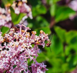 Hoverfly (Syrphus Ribesii) Sitting on Pink Flower Bush in the Garden of Czech Republic. 
