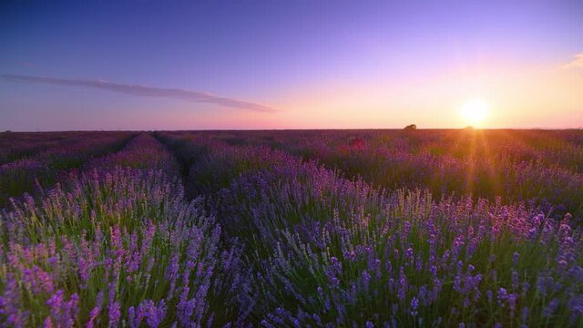 Beautiful sunrise over lavender field