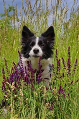 Border Collie Sitting Behind Lavender on Meadow with Funny Face. Black and White Dog Enjoying Spring in Czech Republic.