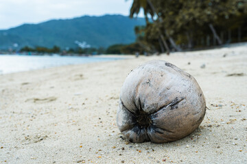 Closeup coconut lying on a sandy beach by the sea on a background of palm trees and mountains 