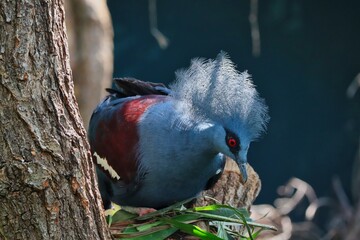Exotic Bird Victoria Crowned Pigeon in Prague Zoological Garden in Czech Republic. Majestic Blue and Red Bird with Red Eyes.