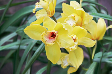 Orchid flowers. Beautiful yellow orchid (orquidea) flowers.