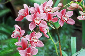 Orchid flowers. Beautiful pink orchid (orquidea) flowers.