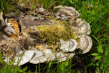 Tramete fungus on a old tree stump
