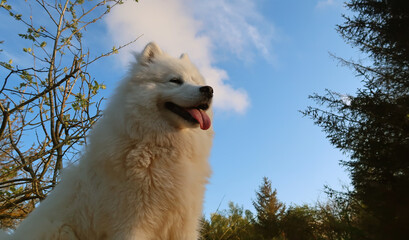 samoyed dog sitting in the forest