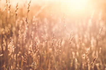 Fototapeta premium Sonnenaufgang Gräser