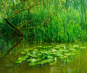 yellow water lilies in the pond.