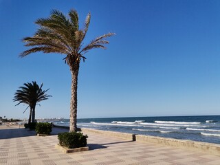 Palm trees on a beach walk