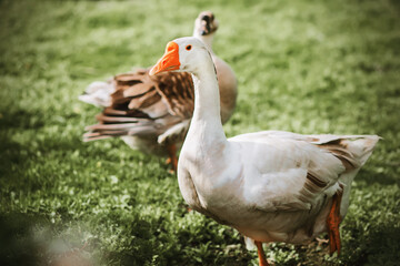 A cute white domestic goose with a bright orange beak walks with interest on the green lawn with another goose in the background.