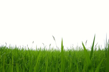 Blurred paddy field in a land on white isolated background  for green foliage  backdrop