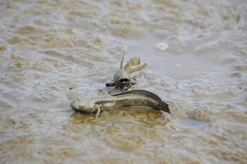 Japanese mudskippers are fighting for a territory.