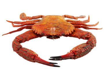 red crab isolated on white background , cooked crab