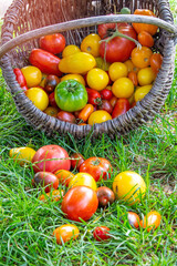 multi-colored tomatoes in a basket on a green background