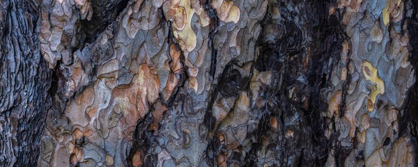 bark of a very old tree, texture, close up