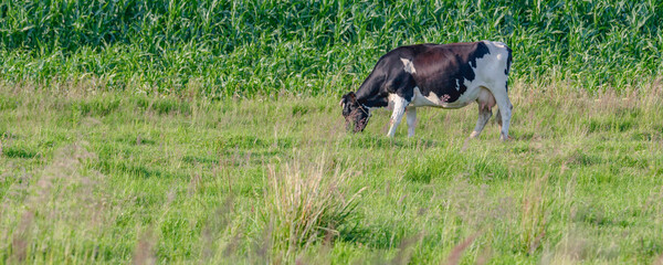 Cows graze on a juicy meadow on a summer day