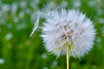 A large white dandelion of a Salsify in close-up against the background of a blurred green meadow.