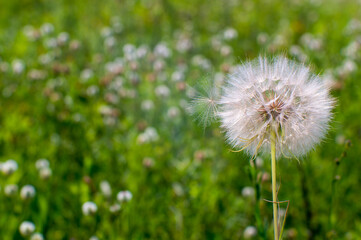 A large white dandelion of a Salsify close-up against the background of a blooming green meadow.