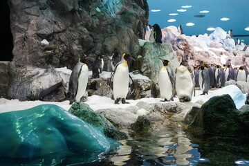 Penguin Emperor Ice Snow © Viveak