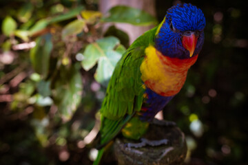 Parrot  Colourful Tenerife Branch