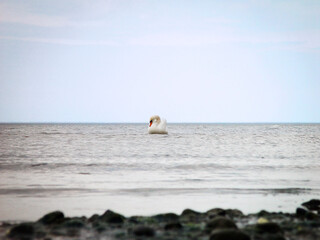 Fototapeta na wymiar Samotny łabędź na Bałtyku 