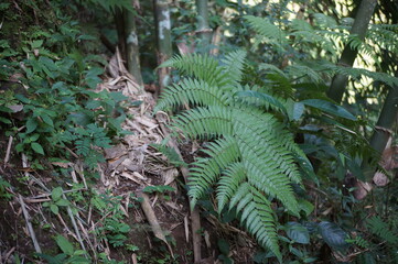 fern leaves in Indonesian forests