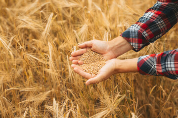 Hands farmer   pours a handful of wheat grain on a wheat field. Agriculture and harvesting business concept.