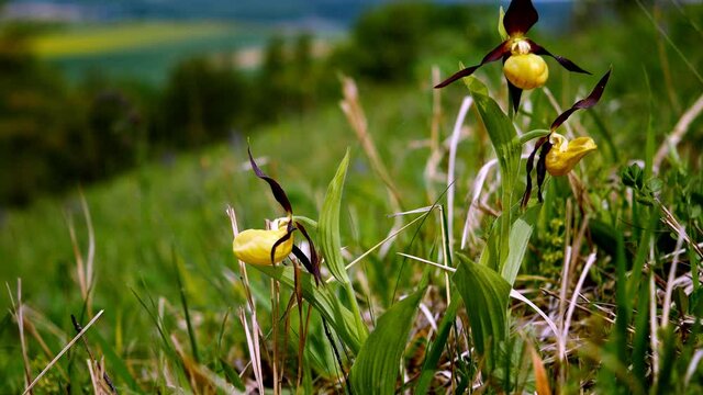 Obuwik (Cypripedium L.) &ndash; rodzaj roślin z rodziny storczykowatych jest najpiękniejszym europejskim dziko rosnącym strorczykiem